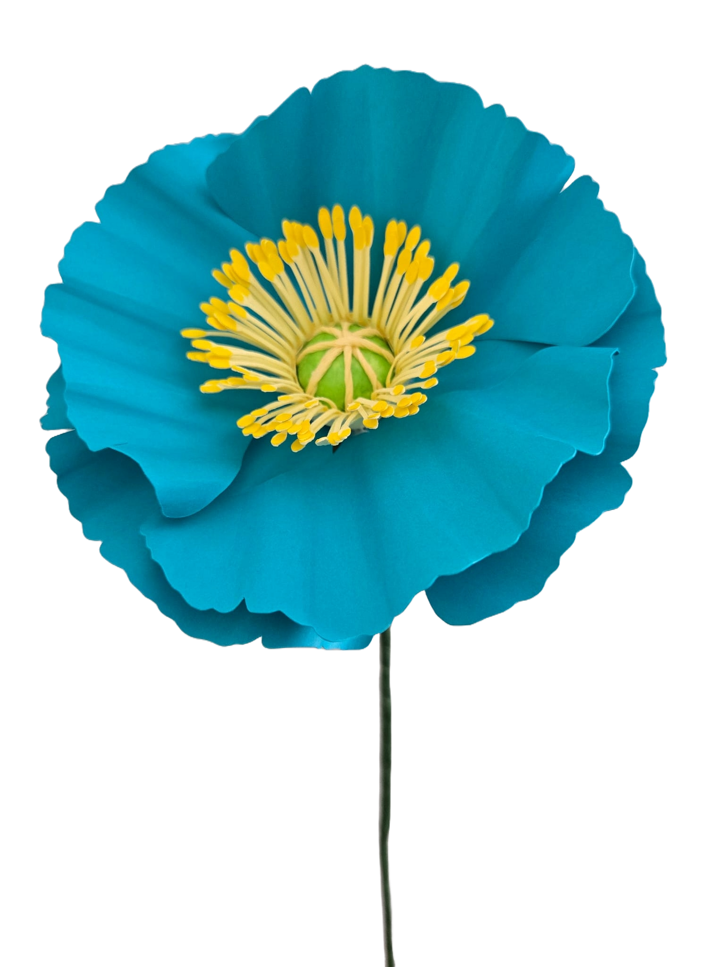 Icelandic Poppies