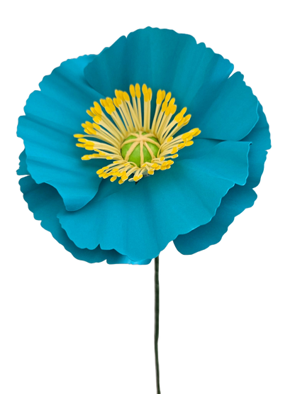 Icelandic Poppies