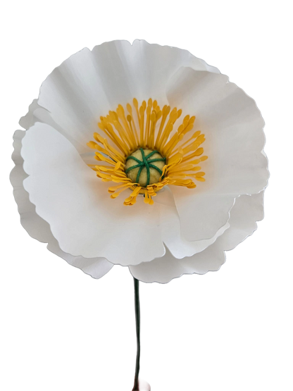 Icelandic Poppies